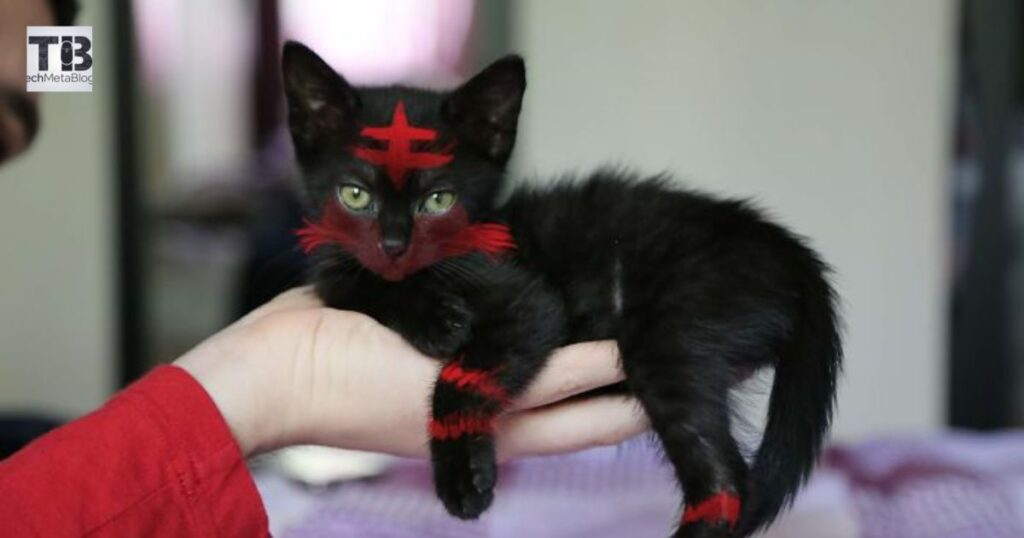 How to Obtain the Black Kitten Lunala Doli