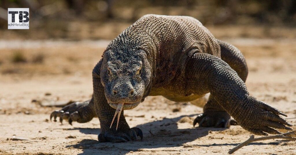 The Sprint: How Fast Can a Komodo Dragon Run?